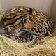 Illustration for article titled Important Developments in Cuteness: Ocelot Kitten